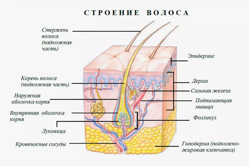 Схема строения волоса